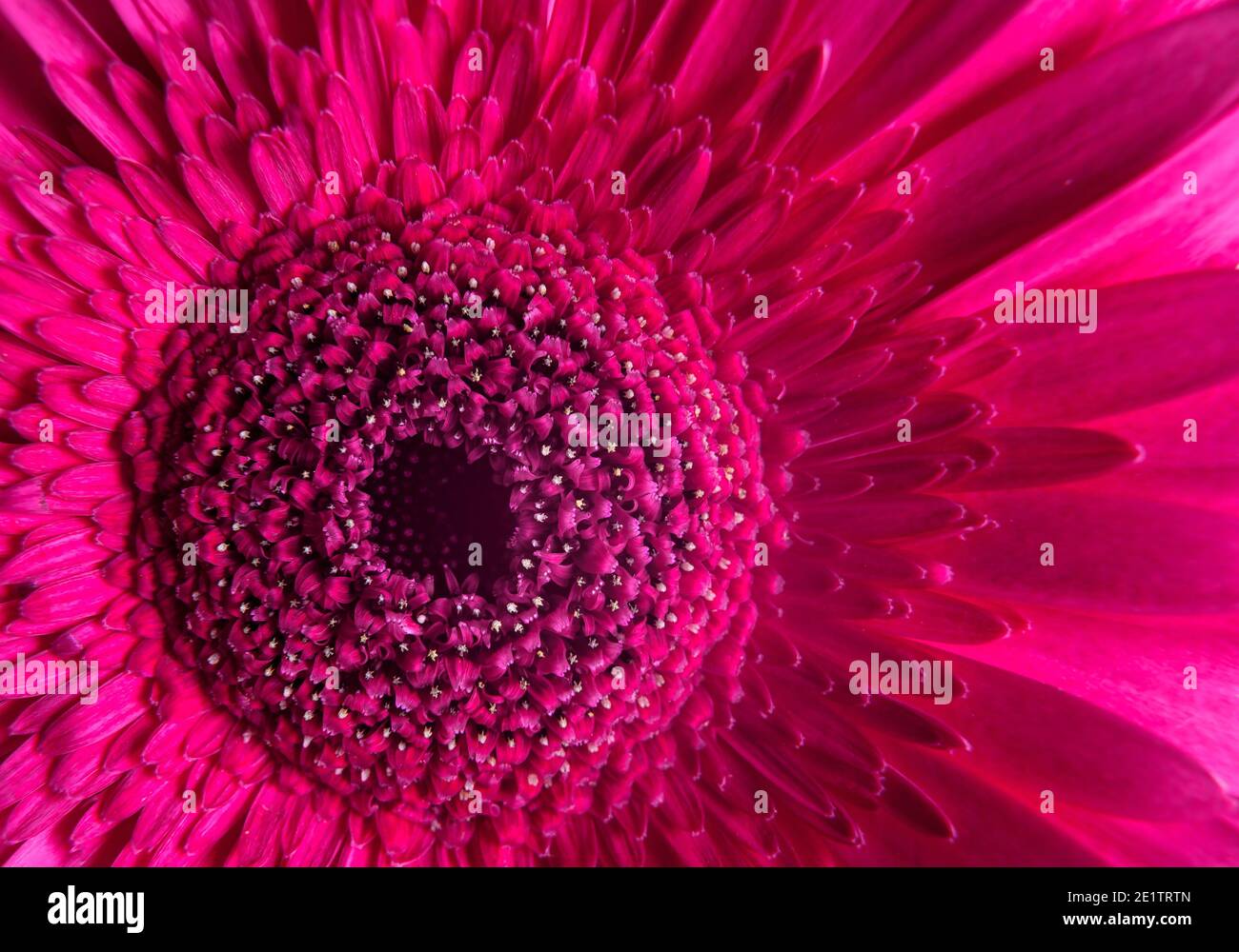 Macro photography of pink gerbera flower, fresh nature plant closeup. Floral texture pattern for background or wallpaper, detail of purple flower with Stock Photo