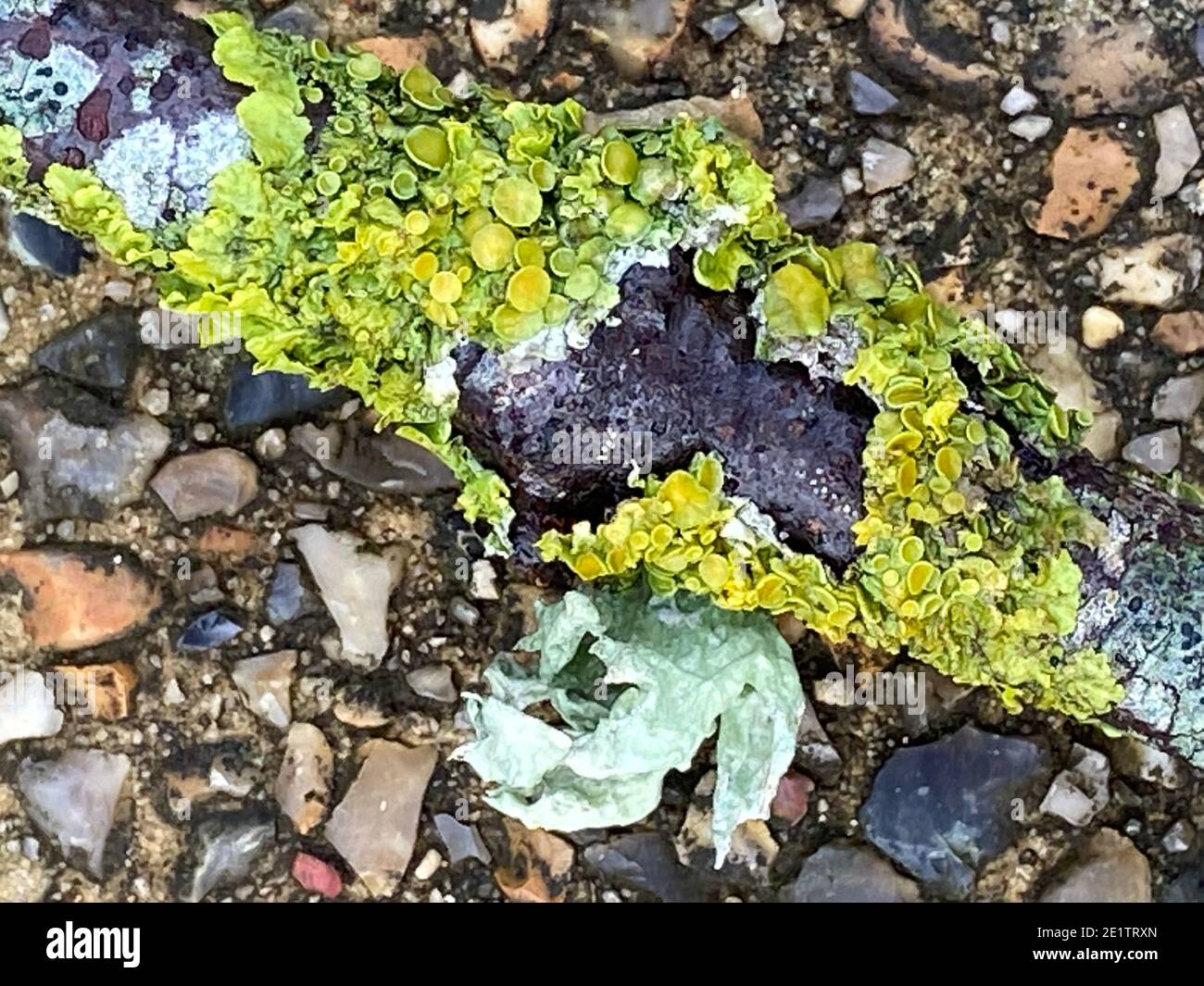 lichens on tree branch, lichen are non-parasitic organisms that take ...