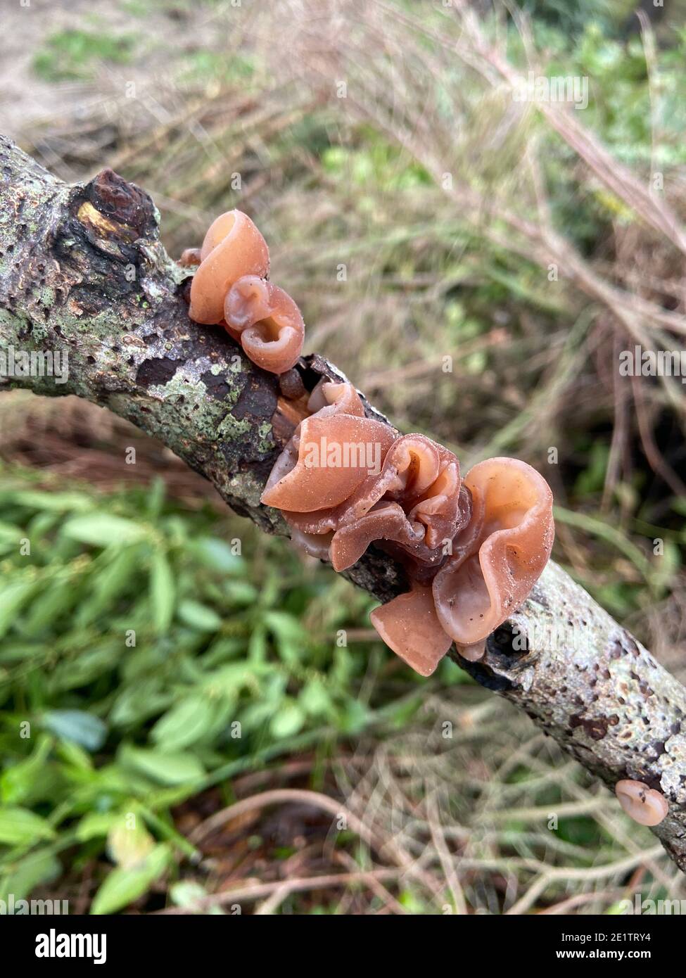 jelly ear mushroom (Auricularia auricula-judae) Jelly Ear Fungus. This mushroom known most commonly wood ear (alternatively, black fungus, jelly ear Stock Photo
