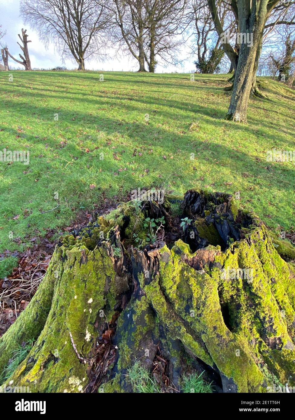 tree stump from tree being cut down Stock Photo Alamy
