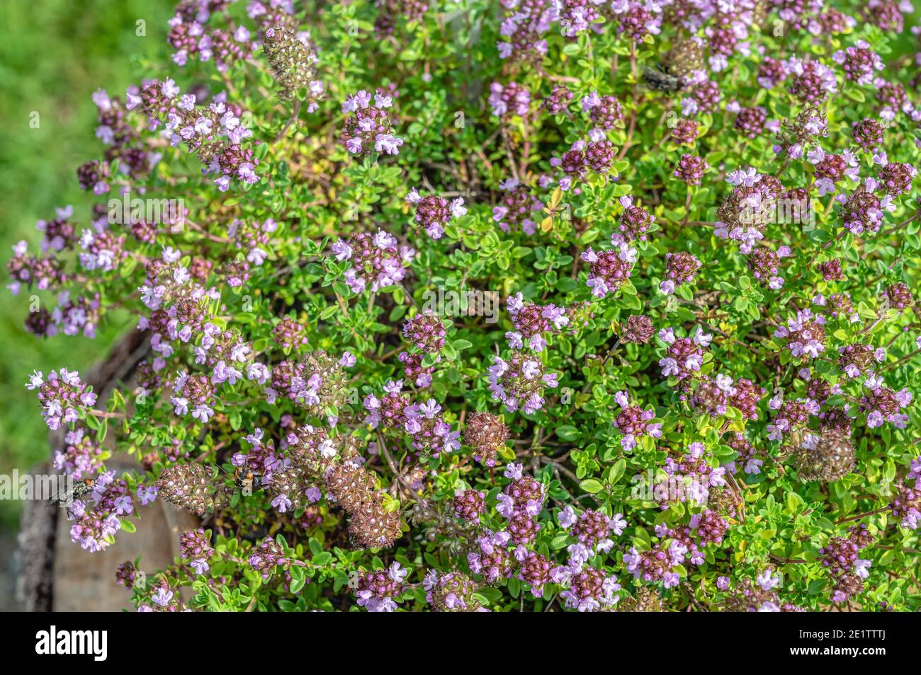 Thyme flower hires stock photography and images Alamy