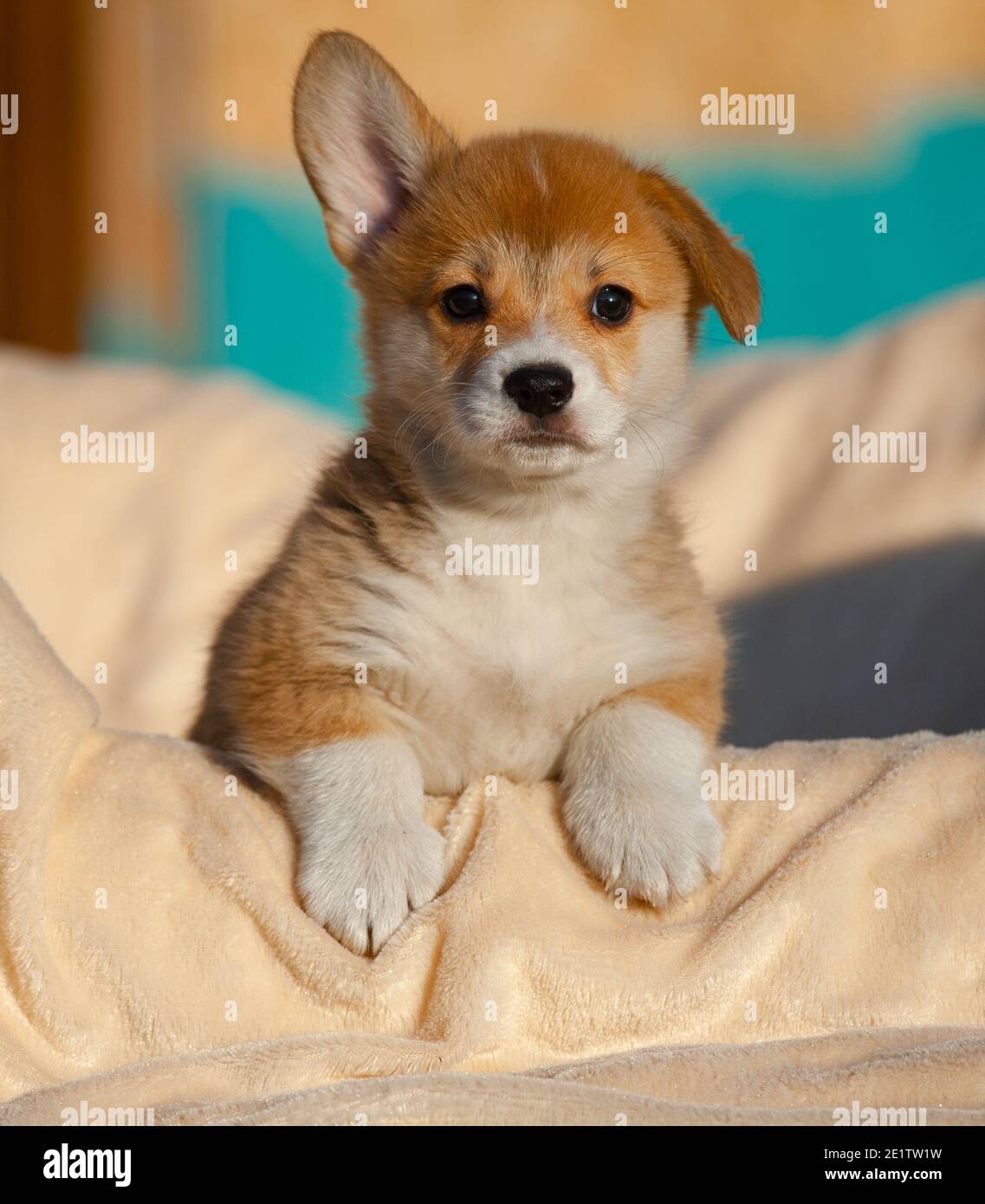 Funny welsh corgi pup posing on a dog bed in a sunny winter day Stock Photo