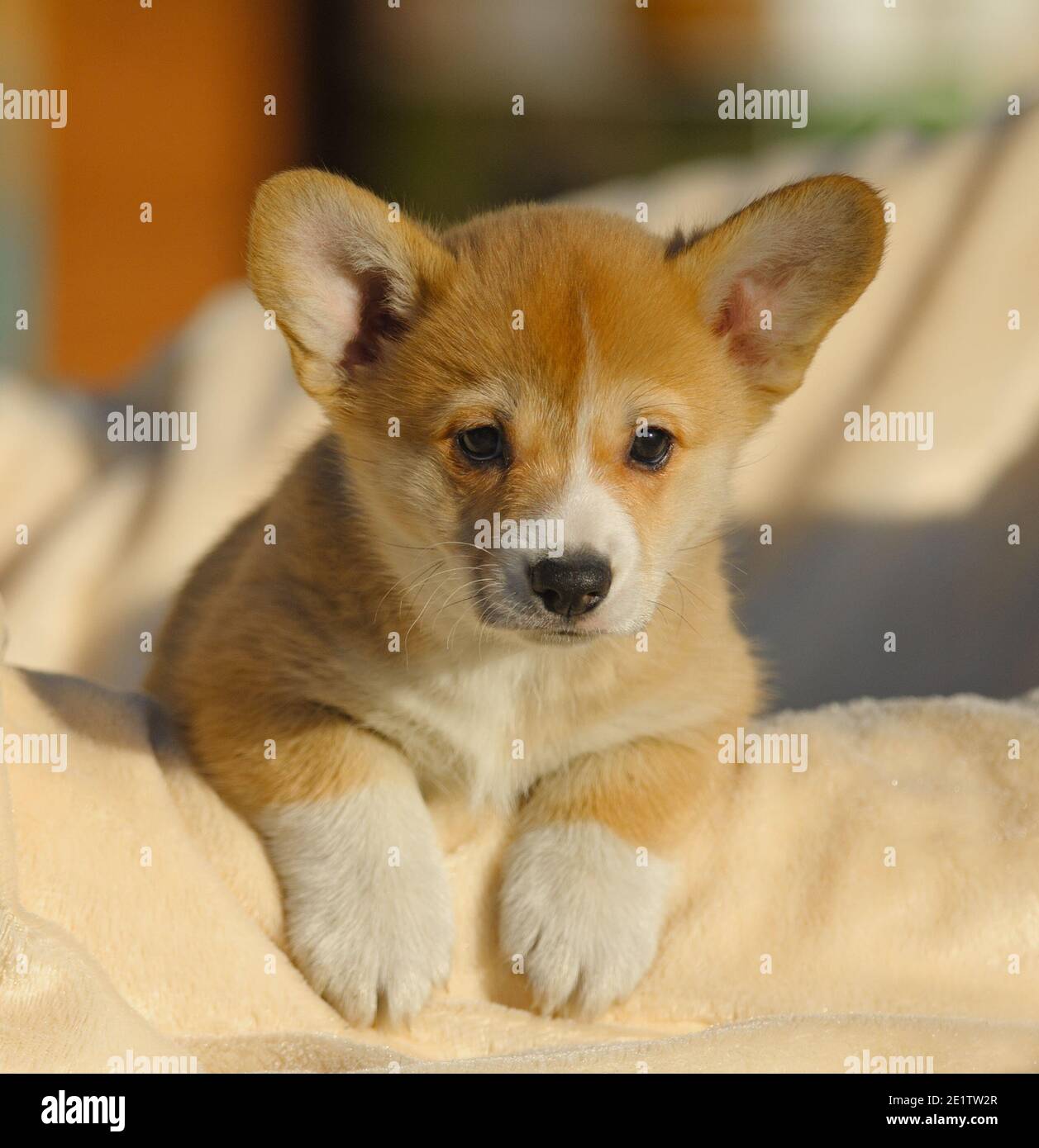 Cute welsh corgi pup portrait closeup Stock Photo