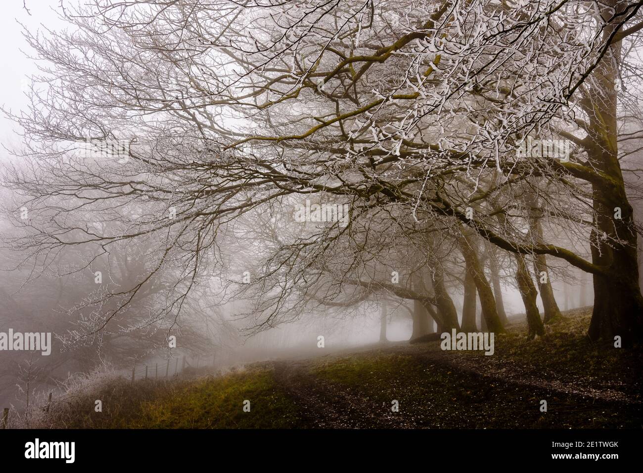 Chanctonbury ring winter hi-res stock photography and images - Alamy