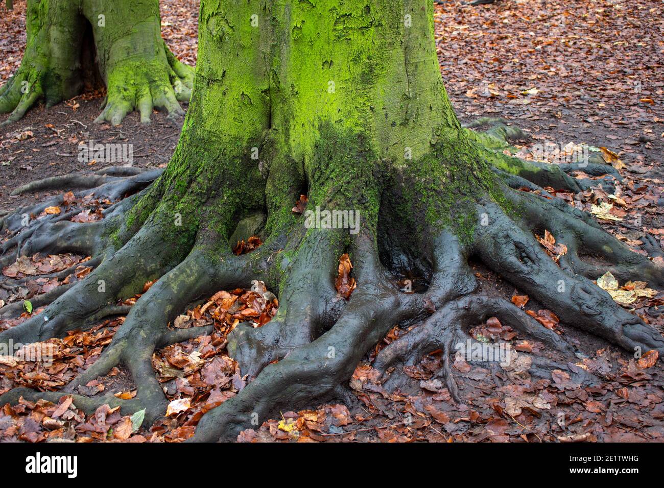 Tree roots above ground stock photo alamy