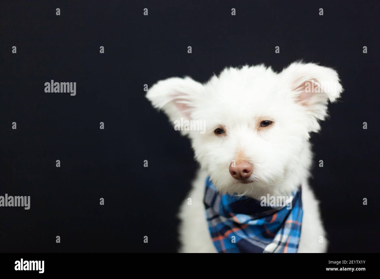 A White Mixed Breed Dog On A Black Background The Dog Is Predominantly Chihuahua Japanese Spitz And Standard Poodle Image Has A Shallow Depth Of F Stock Photo Alamy