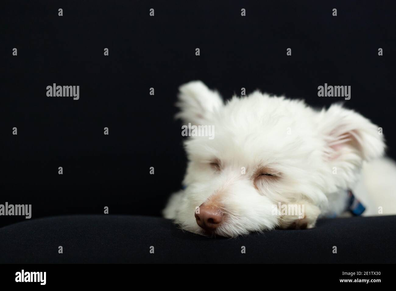 A White Mixed Breed Dog On A Black Background The Dog Is Predominantly Chihuahua Japanese Spitz And Standard Poodle Image Has A Shallow Depth Of F Stock Photo Alamy