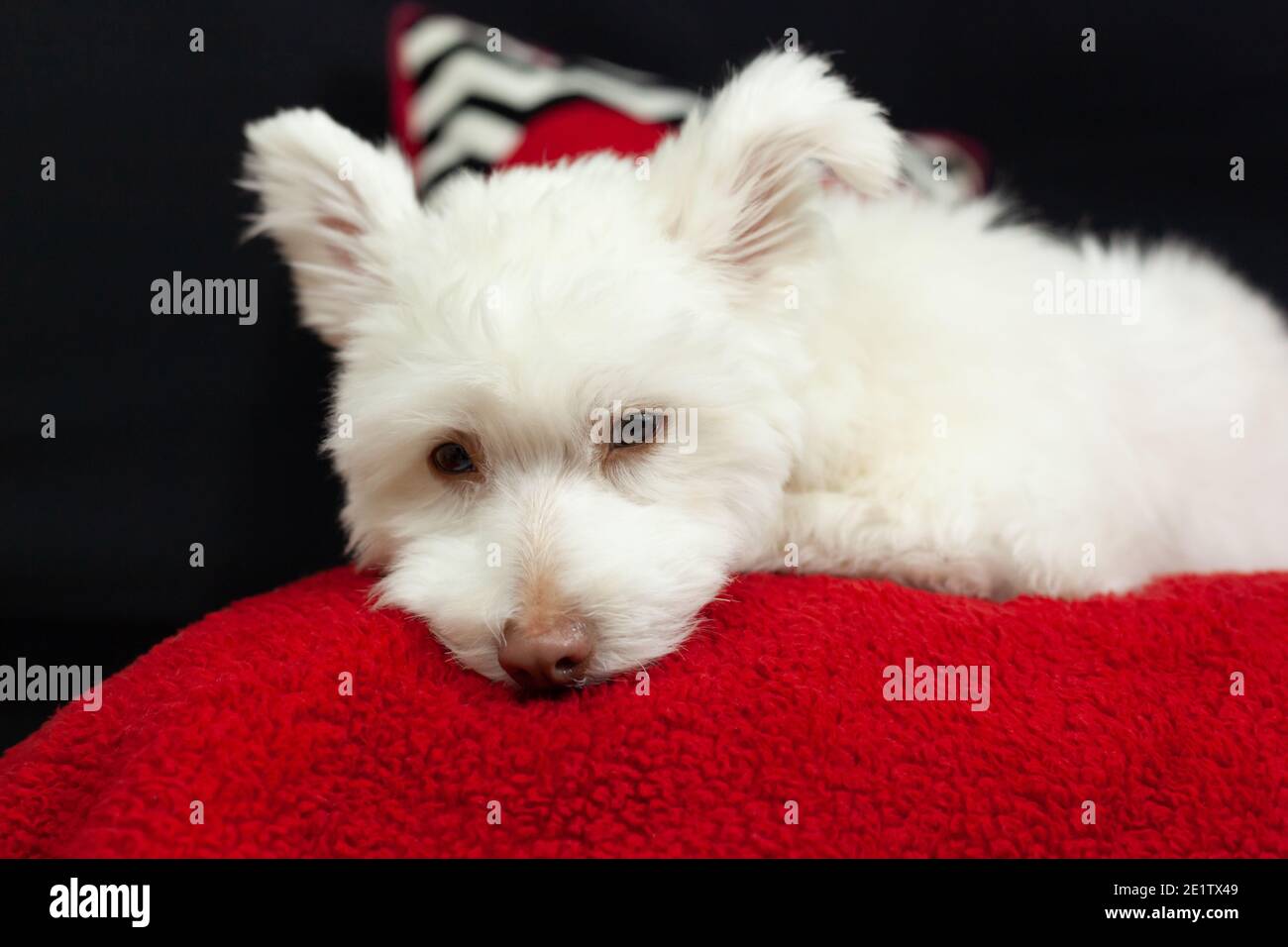 Chihuahua poodle mix best sale white