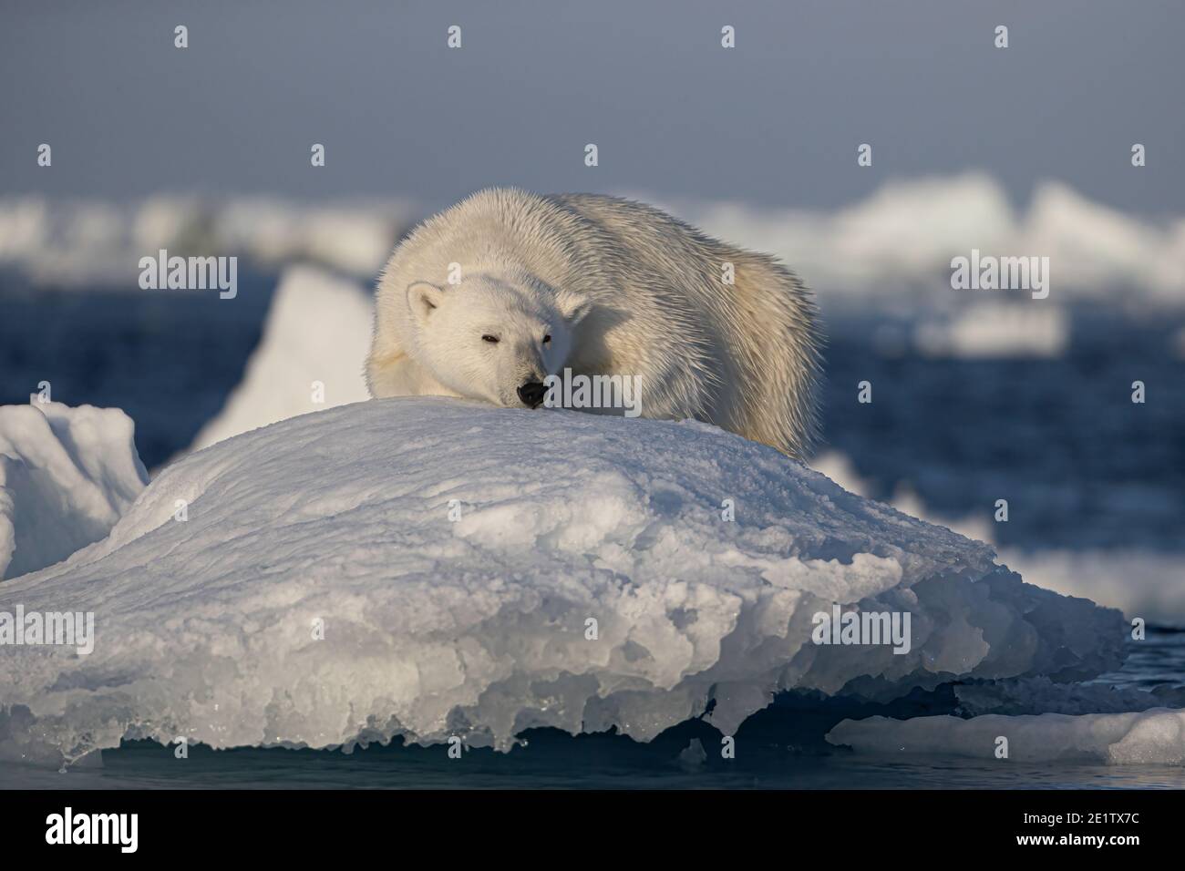 Polar bear rests in the afternoon sun on an iceberg.  Arctic Ocean north of Spitzbergen Stock Photo