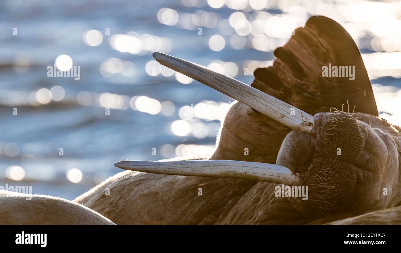 Mature adult walrus scratches with a flipper, with sunlight sparkling off the water behind. Stock Photo
