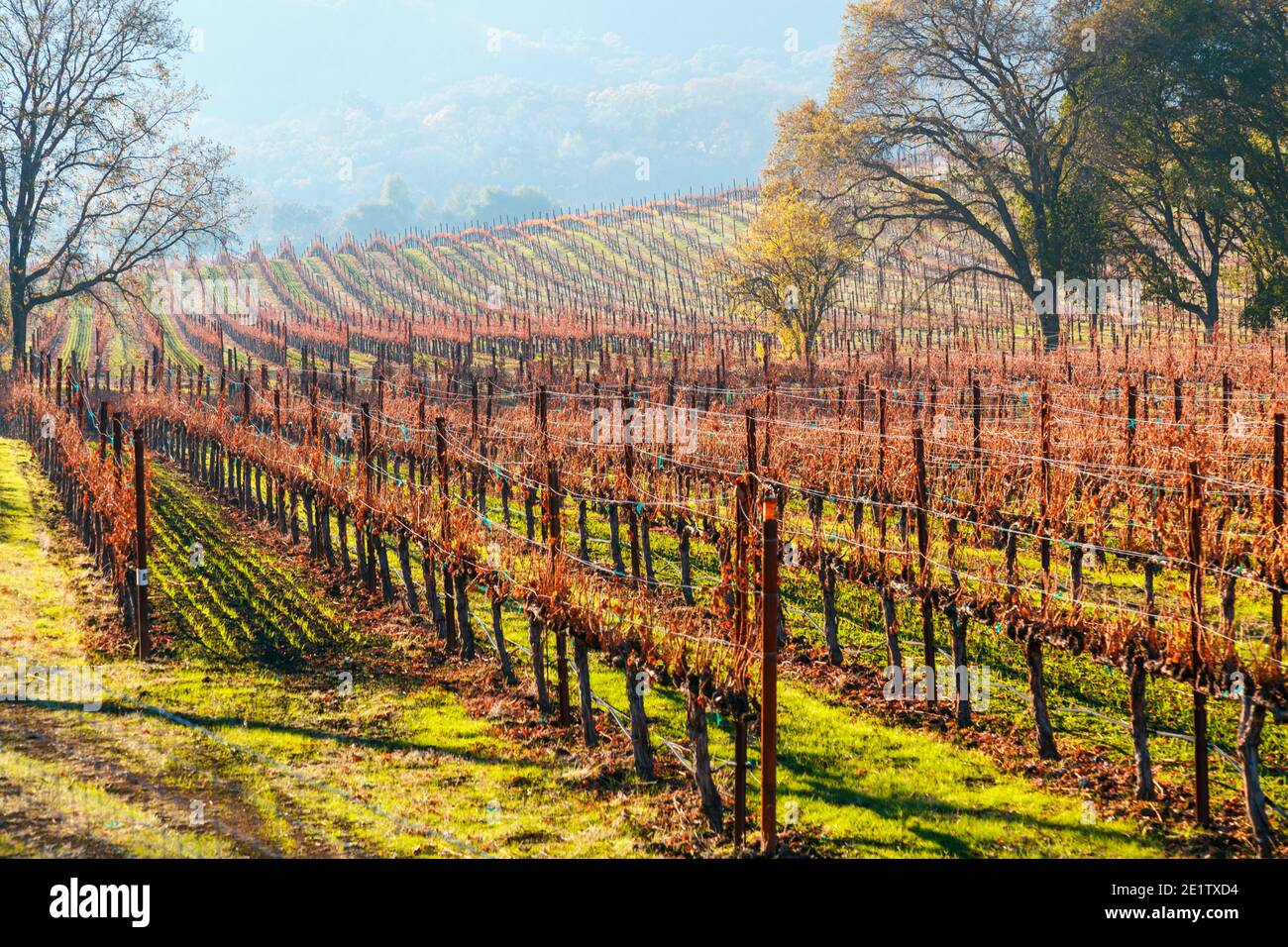 Rows of  autumn grapevines on hillside Napa Valley California Stock Photo