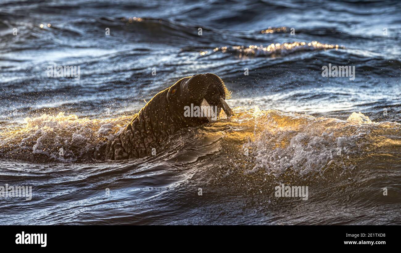 Walrus swim in the water of the arctic ocean. Stock Photo