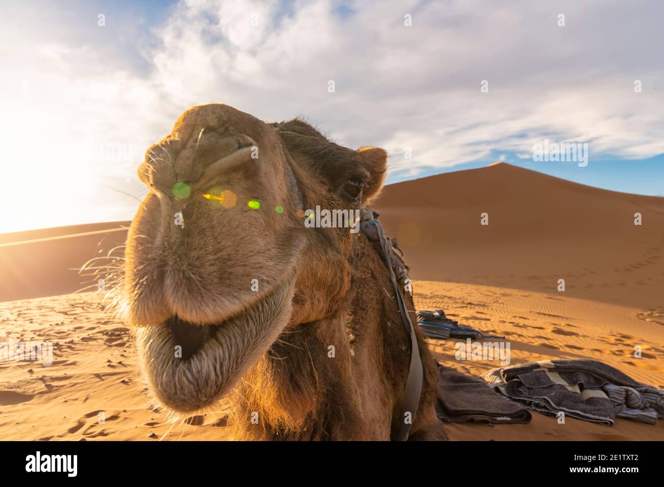(Selective focus) Stunning view of a camel posing for a picture on the sand dunes of the Merzouga desert at sunset. Merzouga, Morocco. Stock Photo