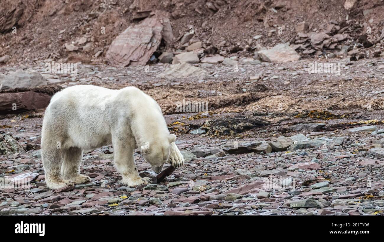 A thin and hungry polar bear is searching for food amongst the rocks on the sea shore. Stock Photo