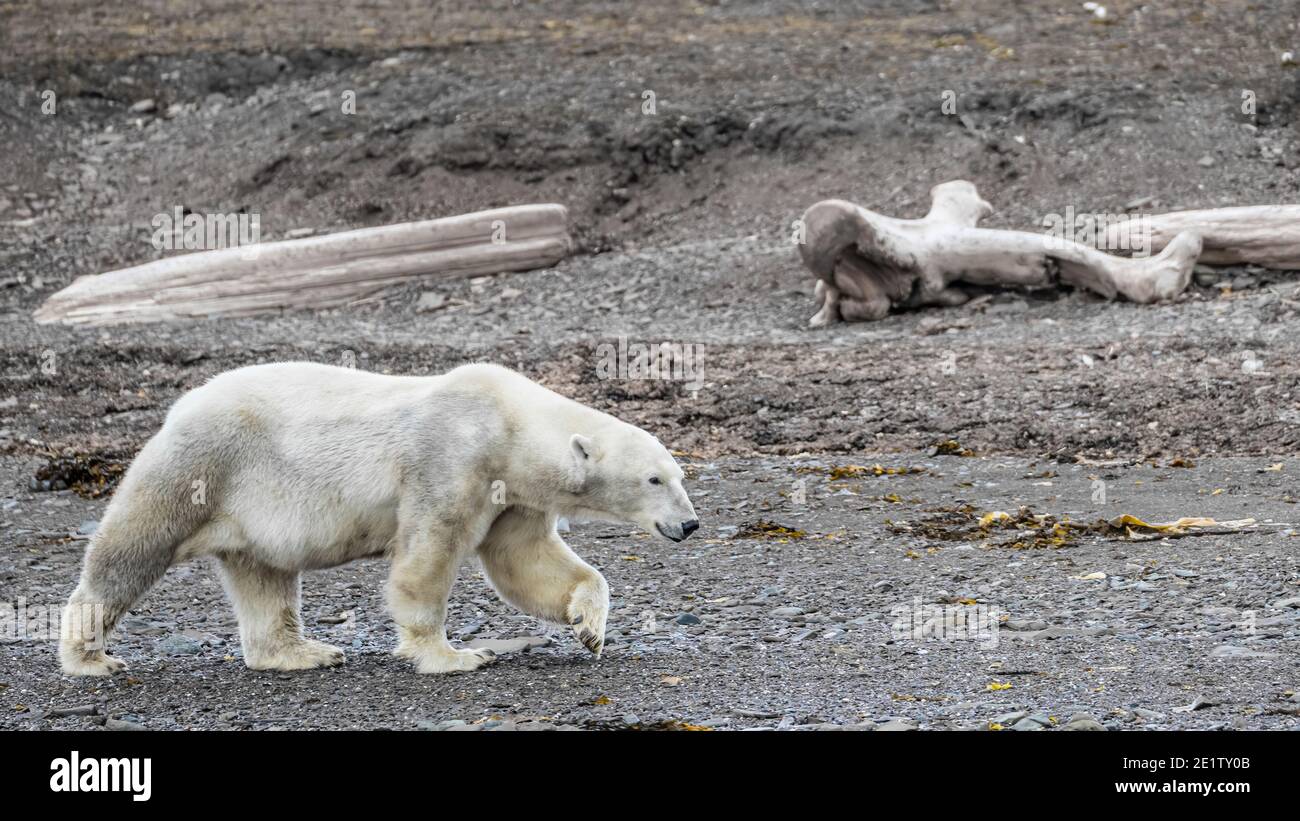 A thin and hungry polar bear is searching for food amongst the rocks on the sea shore. Stock Photo