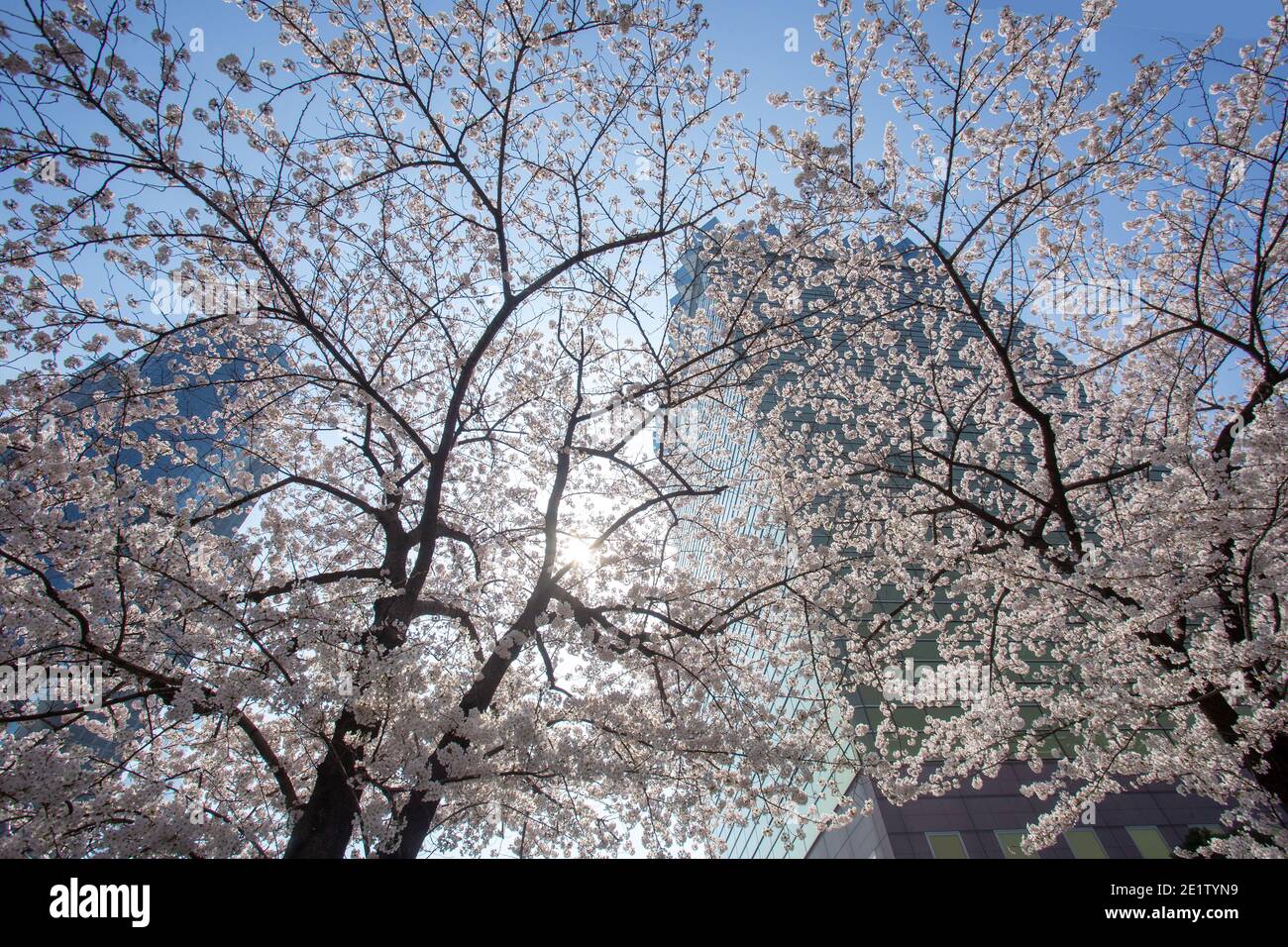 Idyllic  cherry trees in  bloom - Tokyo , district Asacusa. A lovely warm day  -  March 31 Stock Photo