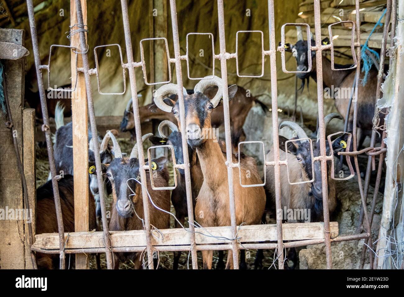 Curious goats waiting for feed in a repurposed nuclear shelter, Albania. Communist-era bunkers were built by dictator Enver Hoxha during the Cold War. Stock Photo