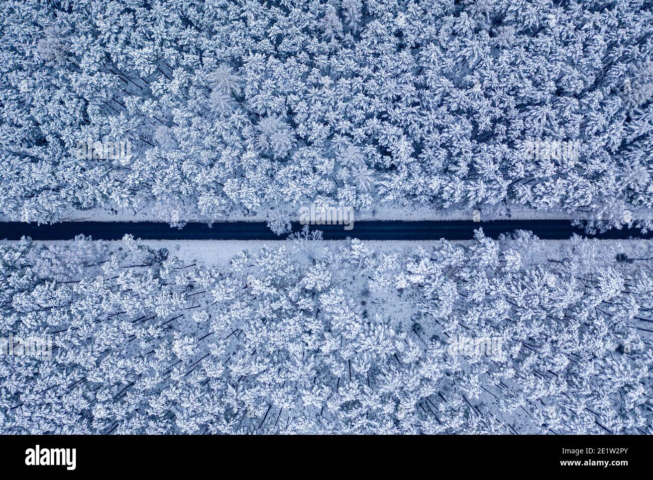 Top view of long straight road through snowy forest, Poland Stock Photo