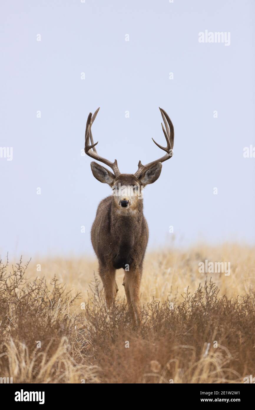 Mule Deer buck portrait in a field Stock Photo