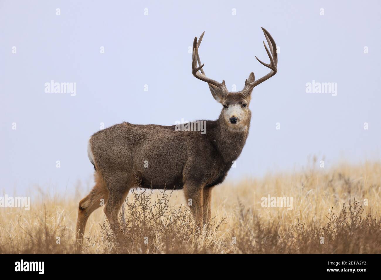 Mule Deer buck portrait in a field Stock Photo Alamy