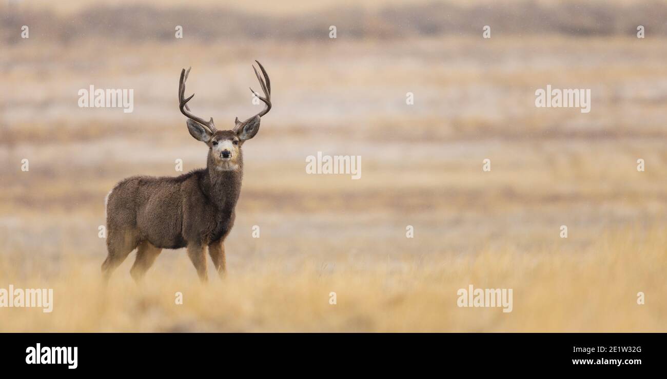 Mule Deer buck portrait in a field Stock Photo
