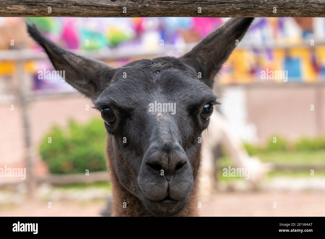 Domesticated llamas (Lama glama) in the Sacred Valley of Peru Stock