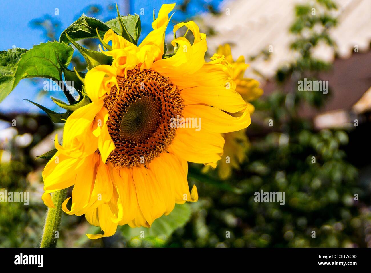 sunflower oilseed flower on tree background, source of vegetable fats, as well as aromatic oil cake and halva, selective focus Stock Photo