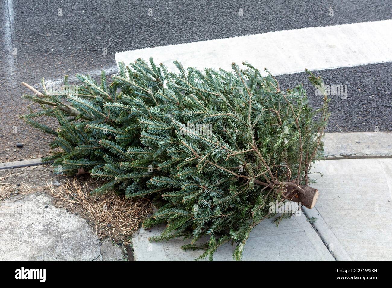 Christmas Tree at Curb for Trash Pickup Stock Photo Alamy