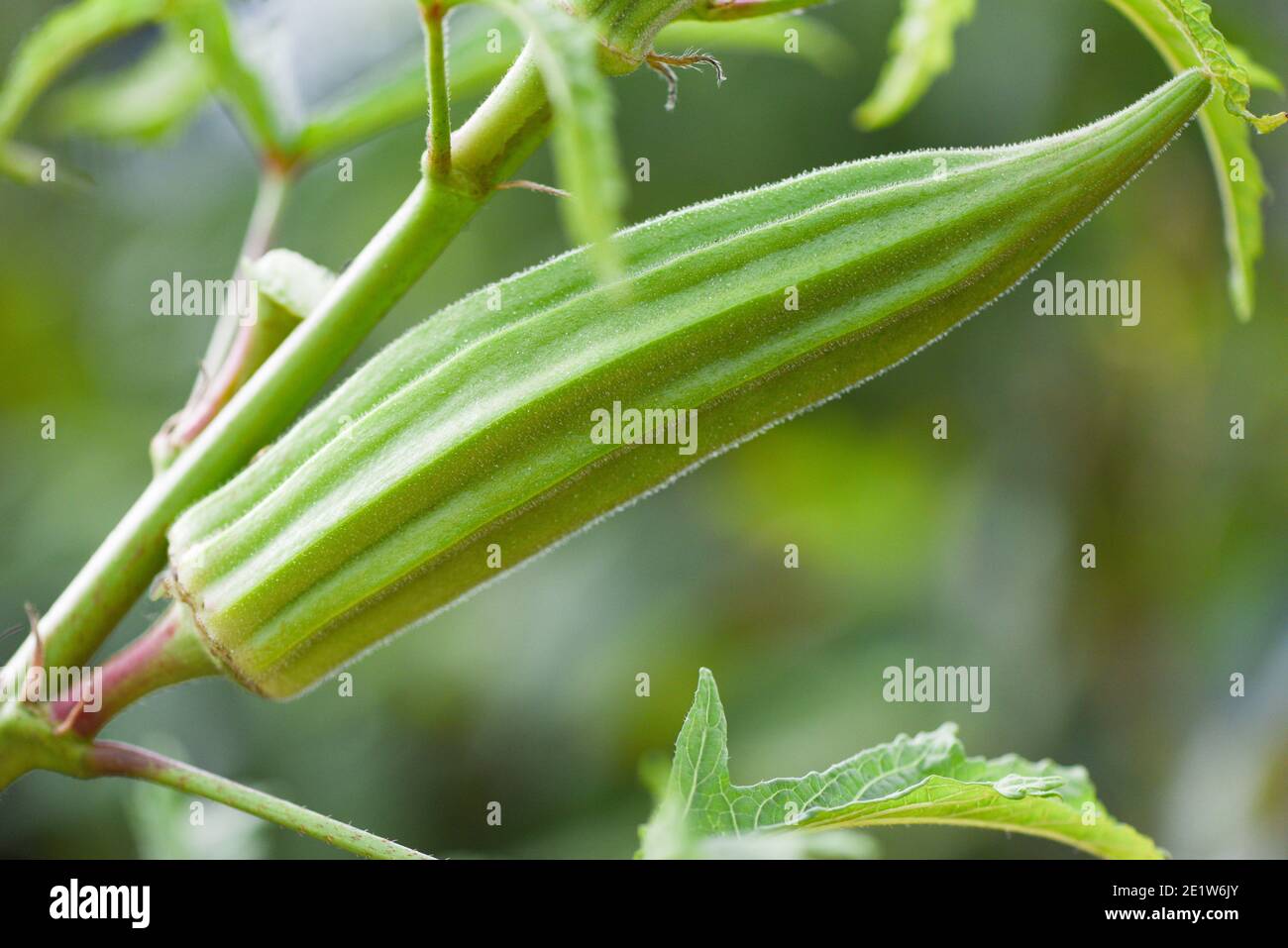 Lady fingers plant growing hires stock photography and images Alamy