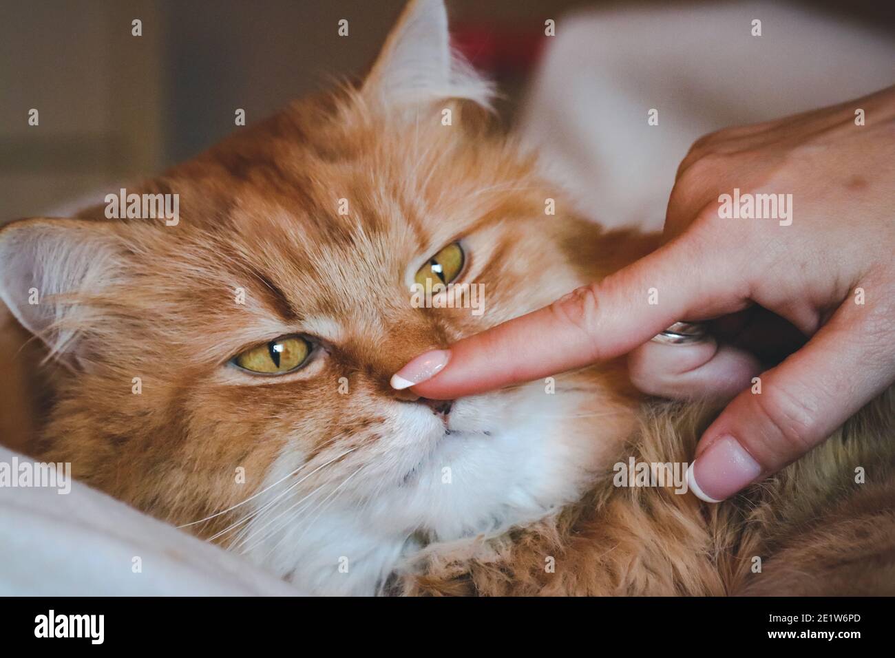 Fluffy ginger cat and a woman playing Stock Photo