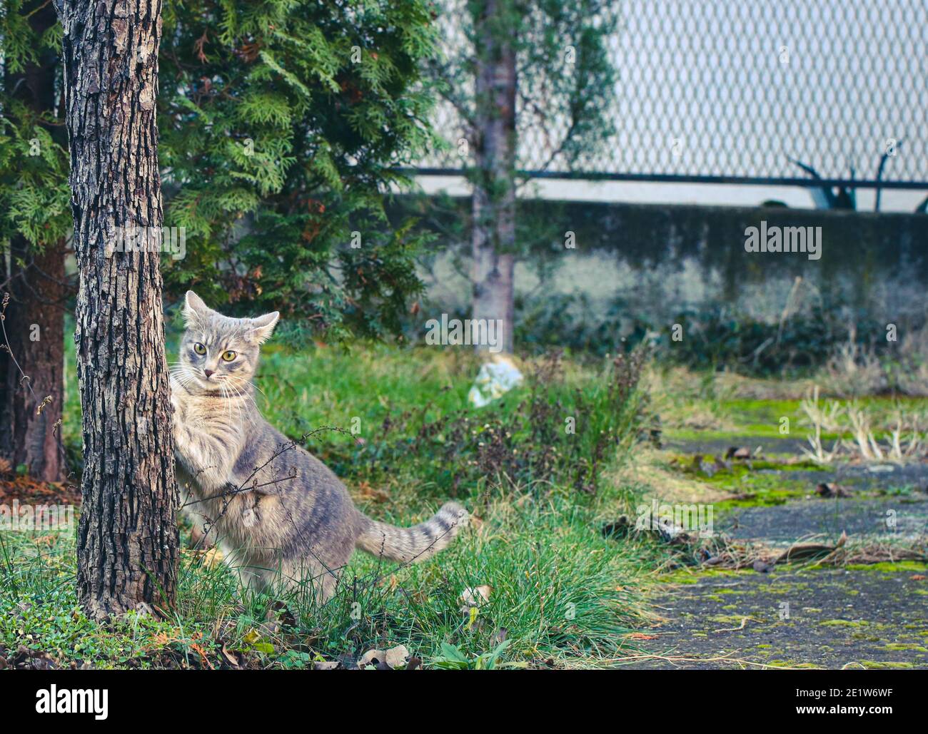 A tabby cat playing in the garden Stock Photo