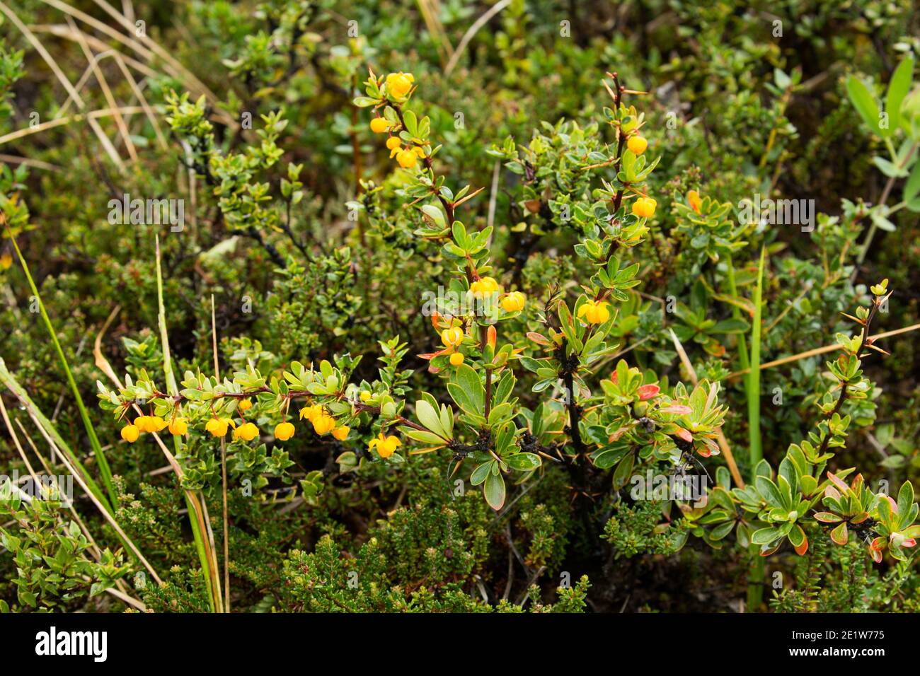 Box leaved berberis, Berberis microphylla, (aka magellan barberry, calafate), growing in Torres del Paine National Park, Patagonia, Chile Stock Photo
