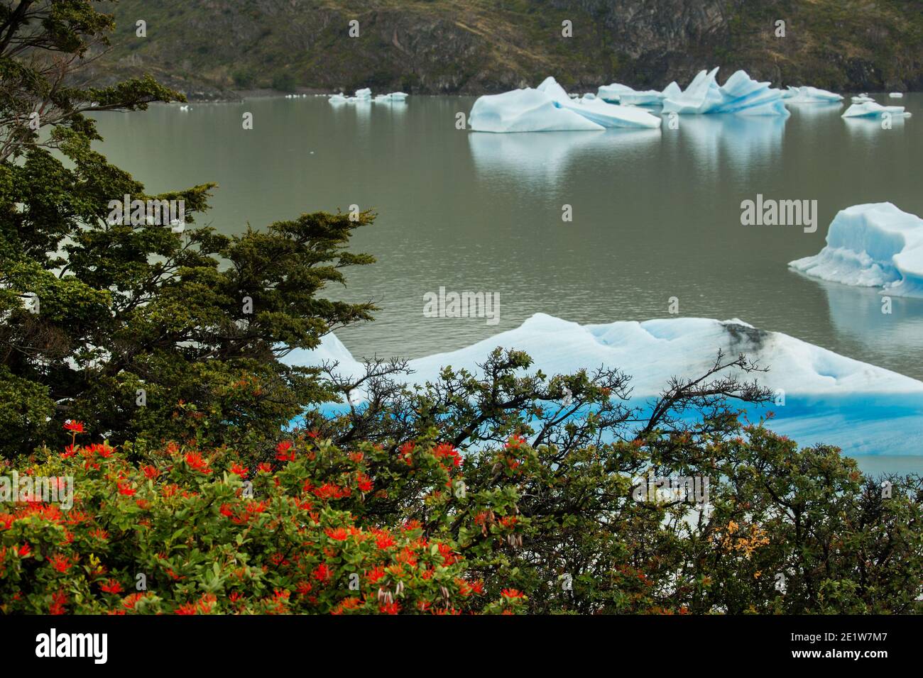 A Chilean firebush in flower in front of icebergs calved from Glacier Grey floating in the waters of Lago Grey, Torres del Paine, Patagonia, Chile Stock Photo