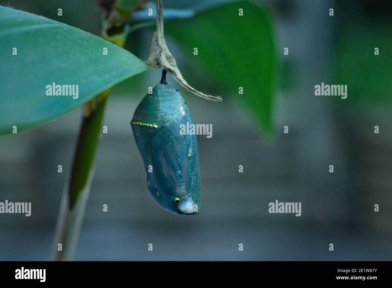 Monarch butterfly cocoon hires stock photography and images Alamy