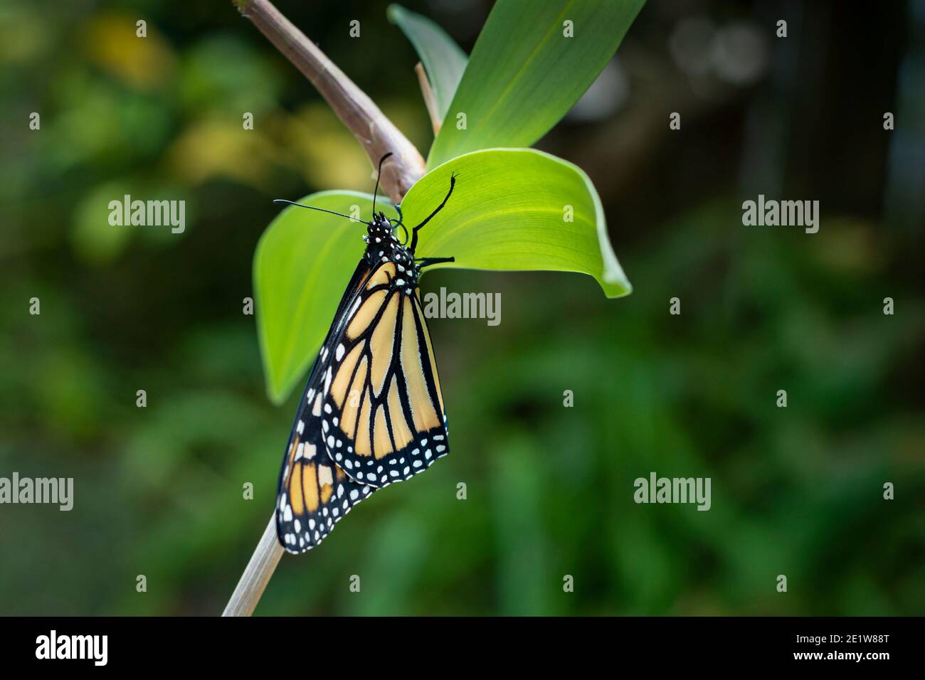 Butterfly emerging from cocoon hires stock photography and images Alamy