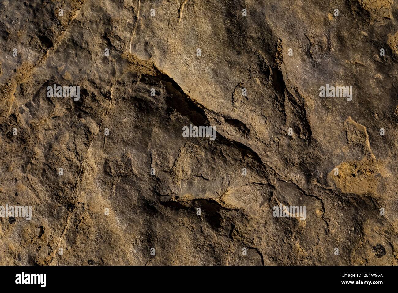 Part of a Theropod trackway at Red Gulch Dinosaur Tracksite on BLM land