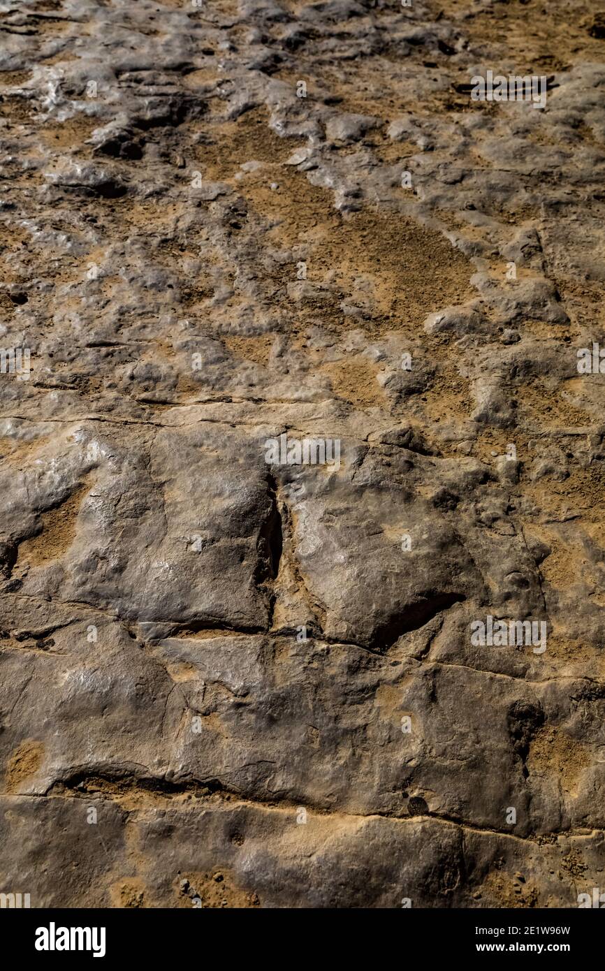 Part of a Theropod trackway at Red Gulch Dinosaur Tracksite on BLM land