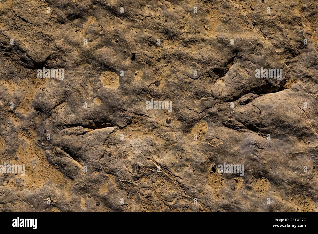 Part of a Theropod trackway at Red Gulch Dinosaur Tracksite on BLM land