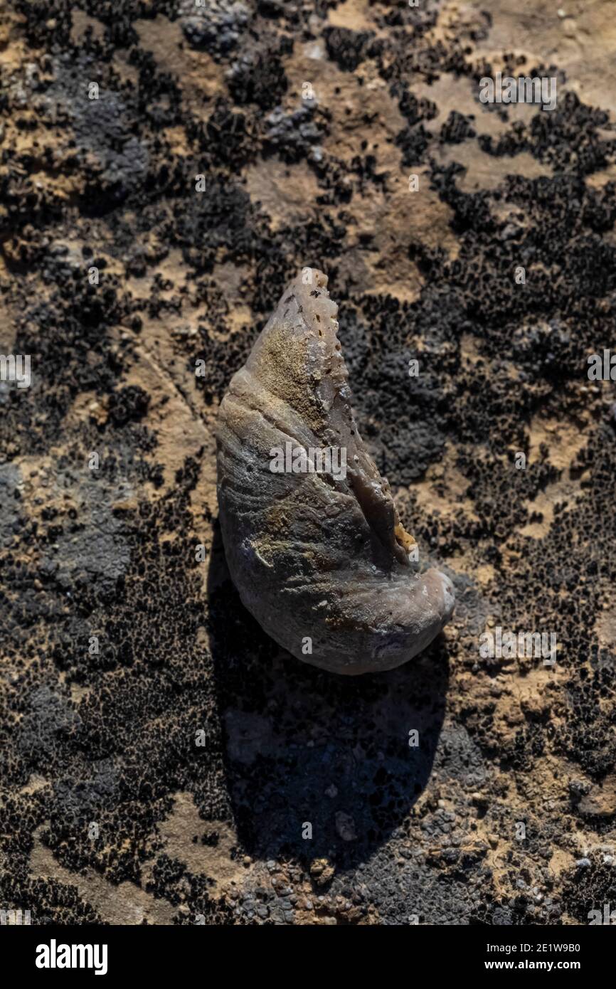 Fossil Oyster, Gryphaea spp., shells are found at Red Gulch Dinosaur Tracksite on BLM land near Greybull and Shell, Wyoming, USA Stock Photo