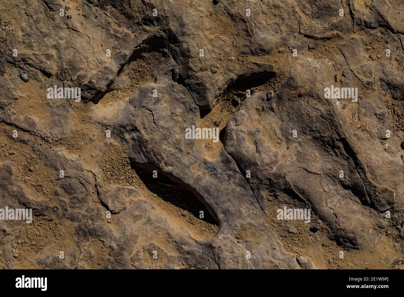 Shrimp burrows at Red Gulch Dinosaur Tracksite on BLM land near Greybull and Shell, Wyoming, USA Stock Photo