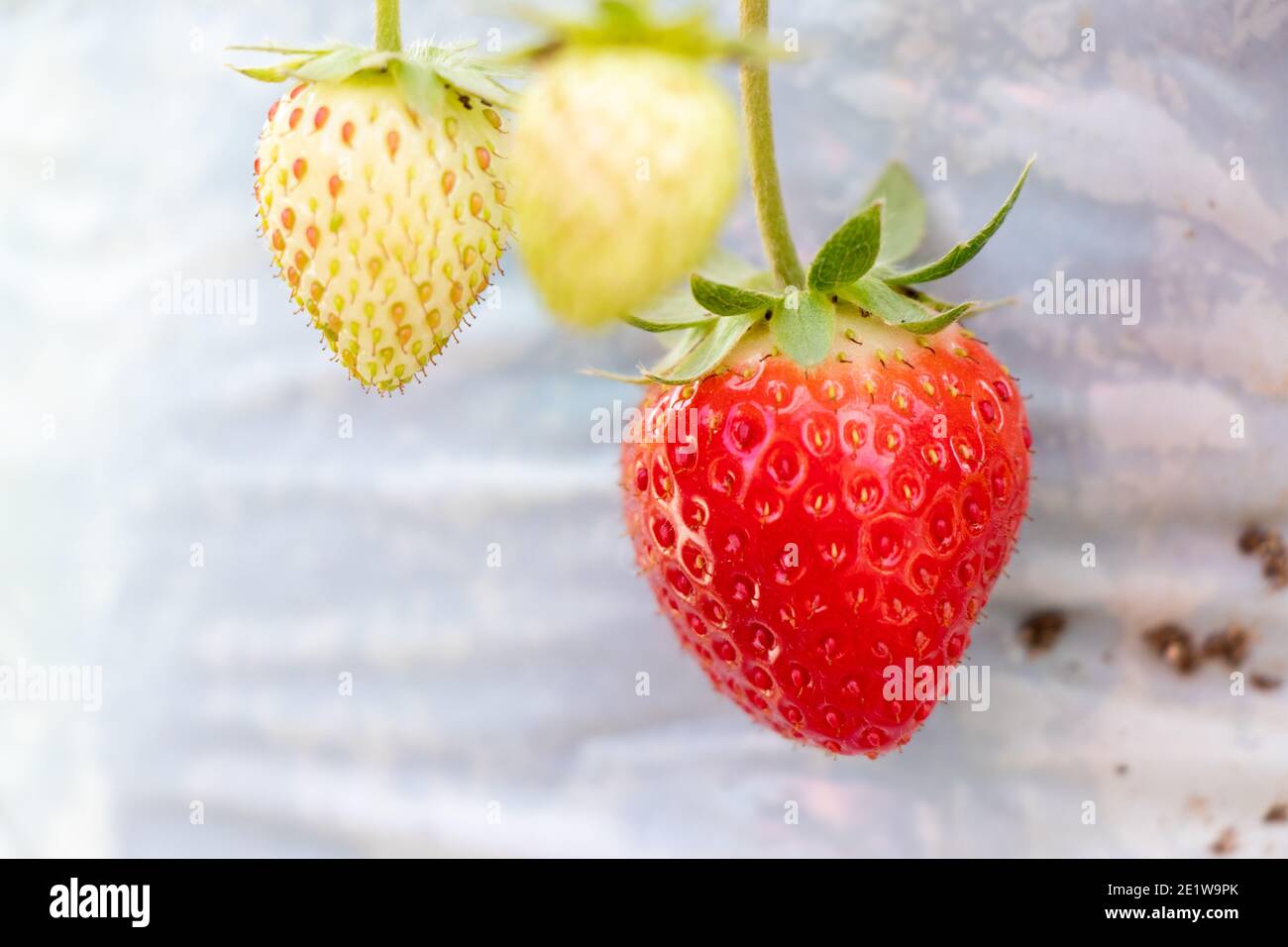 Closed up of red strawberry fruit background Stock Photo - Alamy