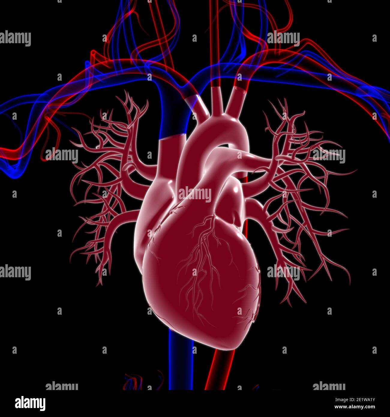 Human Heart Anatomy For Medical Concept 3D Illustration Stock Photo - Alamy
