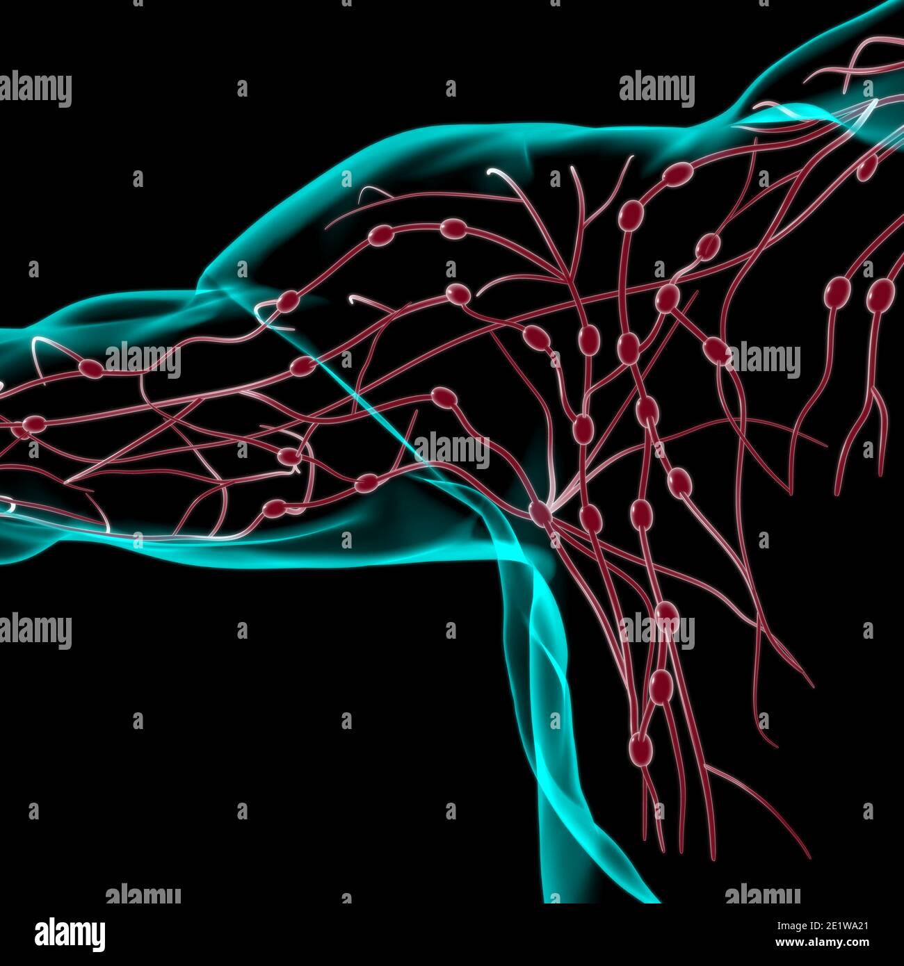 Human Lymph Nodes Anatomy For Medical Concept 3D Illustration Stock ...
