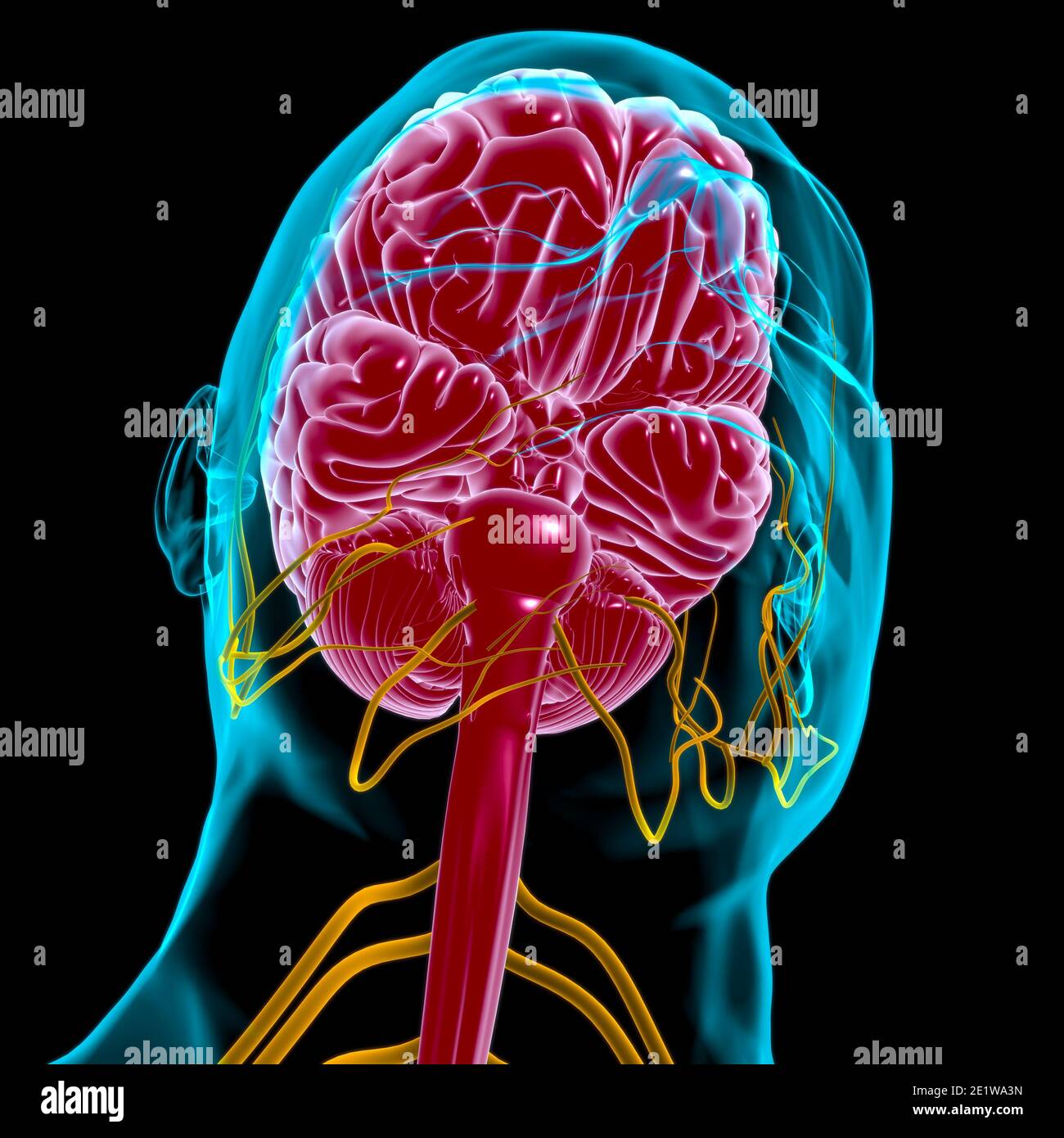 Human Brain Anatomy For Medical Concept 3D Illustration Stock Photo - Alamy