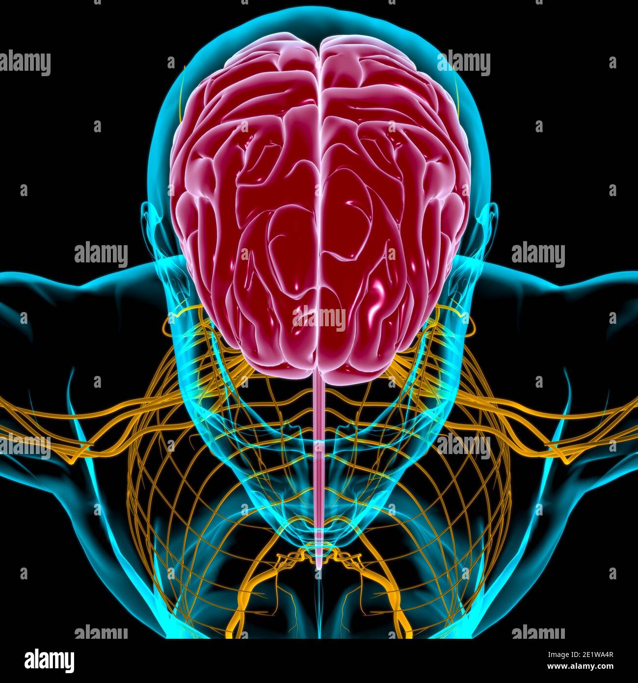 Human Brain Anatomy For Medical Concept 3D Illustration Stock Photo Alamy