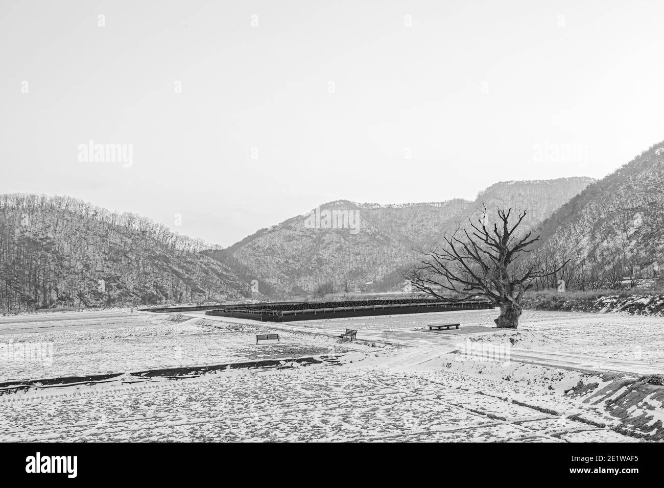 Garden park tree view Black and White Stock Photos & Images - Alamy