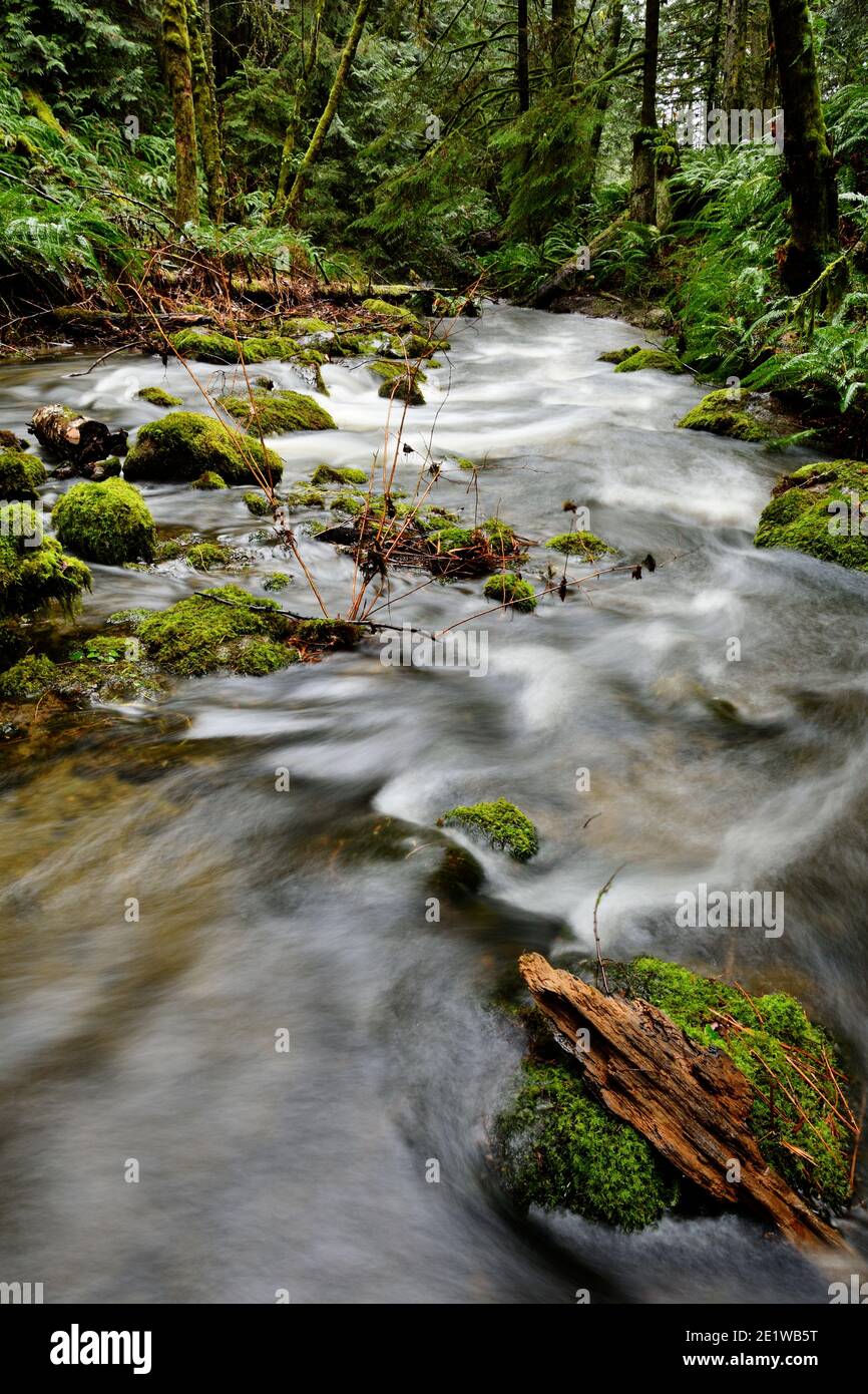 Rain Forest Water Falls on Vancouver Island Stock Photo