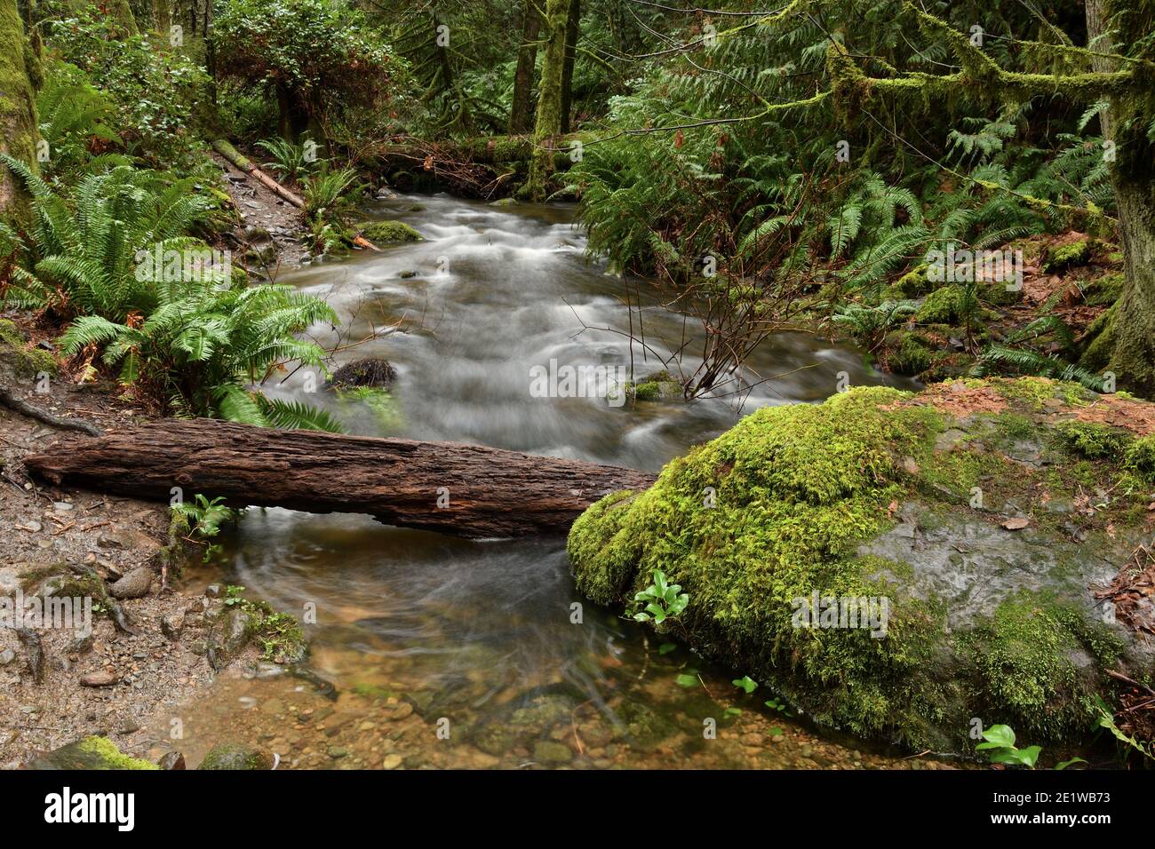 Rain Forest Water Falls on Vancouver Island Stock Photo