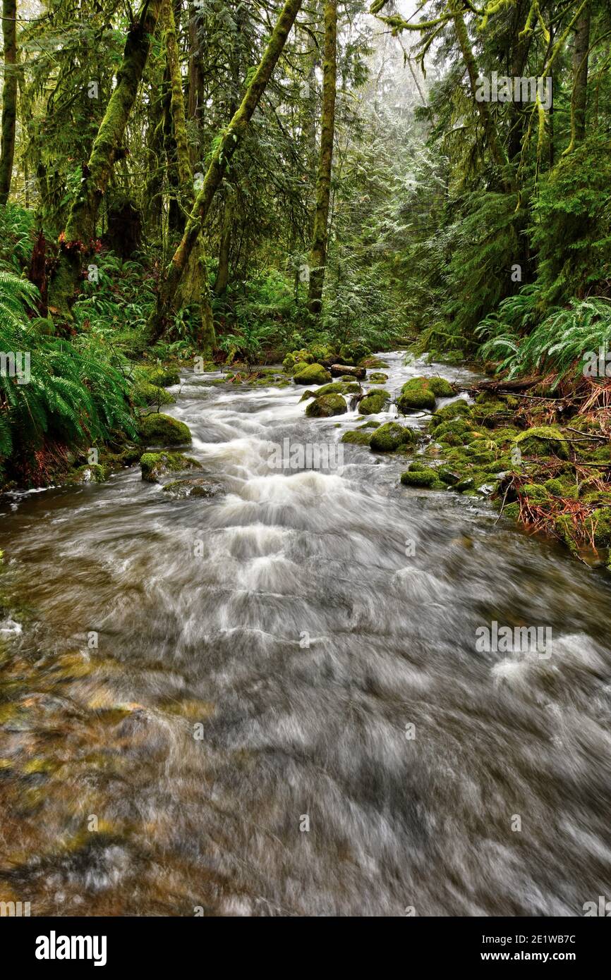 Rain Forest Water Falls on Vancouver Island Stock Photo