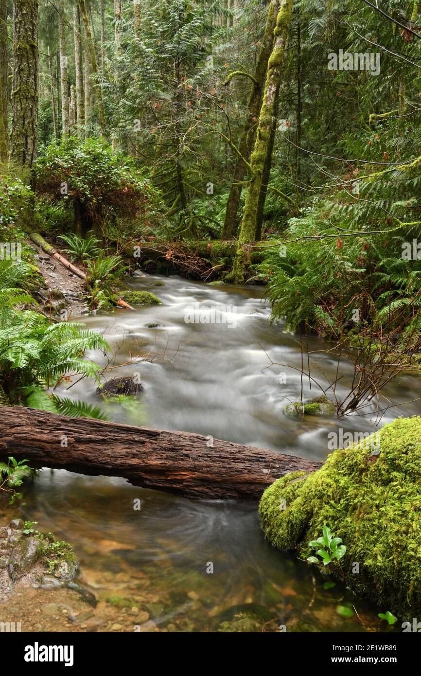 Rain Forest Water Falls on Vancouver Island Stock Photo